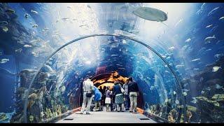 Best Adventure Activities in Dubai With Price | Dubai 2021