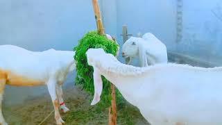 Goat's chatter,Breeding goats,Variety goats،Pets,