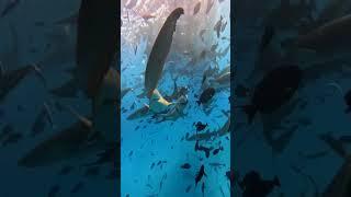 Sharks around you , Акулы вокруг тебя #shark #shorts #fishing