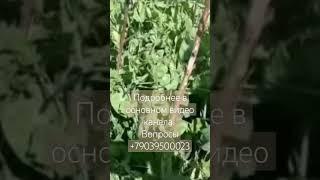 #урожай #цветовод #живаяземля #сапропель #удобрение #плодородиепочвы