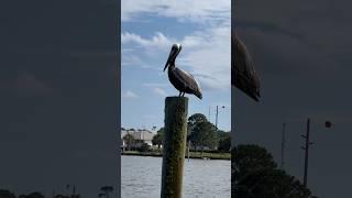 Cute little Pelican