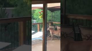 Man Films Group of Mountain Lions on Porch in Colorado