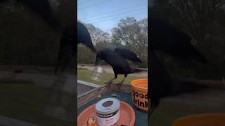 these crows are extra