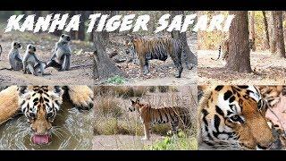 Kanha Tiger Safari 2018 - Sightings in Mukki Zone - Chota Munna, Choti Mada with her Cub 4K