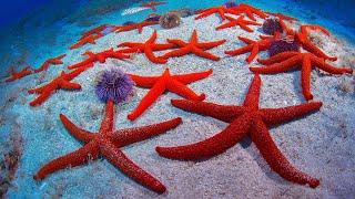 Phylum Echinodermata Part 1: Form and Function