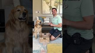 How I taught my dog to clean up her toys