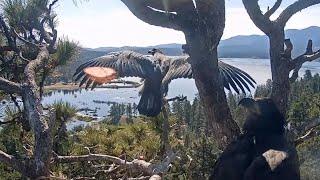 Don't Leave Us Yet Sunny!️Jackie Is Strafed By Red-Tailed Hawk Again@FOBBVCAM 2025-05-29
