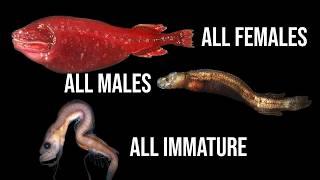 What Exactly is: Flabby Whalefish | The Problematic Family