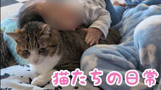 猫たちの日常の様子です。vol.1035