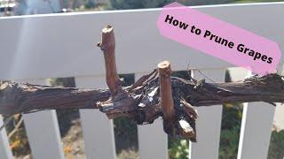 How to Prune Grapes Using the 4 Arm Kniffin System