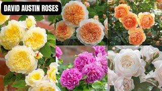 Discovering the Beauty of David Austin Roses