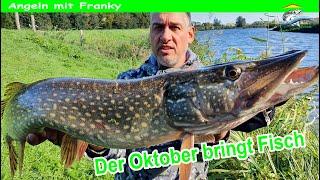 Beim Barschangeln großer Hecht auf UL und SpinMad der Oktober bringt Fisch