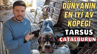 DÜNYANIN EN İYİ AV KÖPEĞİ | TARSUS ÇATALBURUN