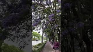 腾冲的街道是这样的，你喜欢上了吗，