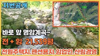 바로 앞 계곡물이 흐르는 산과 전 ㅣ 면적 : 21,539평 ㅣ전원주택지 ,펜션 민박사업용지 ㅣ임산물재배단지 ㅣ임업인후계자 ㅣ산림경영인 [충북제천임야] 전원일기tv