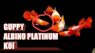 Guppy Albino Platinum Koi - Trend Guppy 2020  #trenguppy #koi