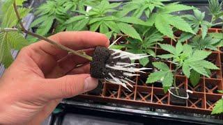 How to Clone Cannabis - Apical vs Axillary cuttings