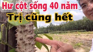 Hư cột sống 40 năm, trị cũng hết. PHAN HẢI Channel