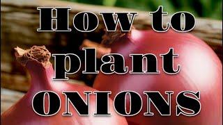 HOW TO PLANT ONIONS