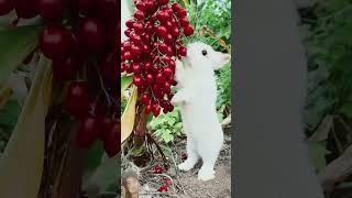 #cute #animals #fruit #lion #wildanimals
