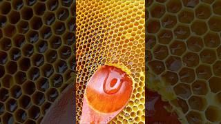 #shorts #honey #harvesting #wildhoney #relaxing #viral2024