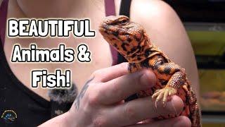 Check Out Our Beautiful Featured Animals & New Fish! - Uromastyx, Millipedes, Betta Fish, & More!