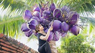 Harvesting the world's tallest Giant Coconut (RARE FRUIT) goes to market sell - Thai and Huyen