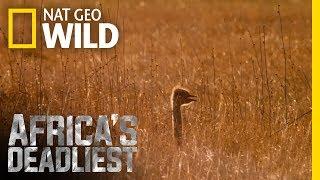 The Ostrich's Anti-Predator Tactics | Africa's Deadliest