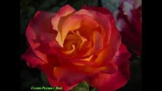 Selections from the writhings Bahai Faith.
