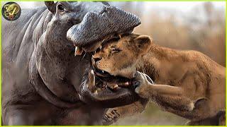 When Lion Picked a Fight with the Wrong Hippo and Instantly Regretted It | Animal Fighting