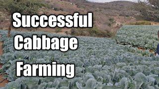 Cabbage Farming