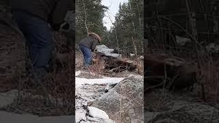 Couple saves moose from wire fence