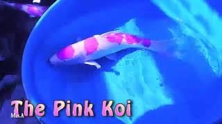 The Blue and Pink Koi? We can Change its Color in a minute