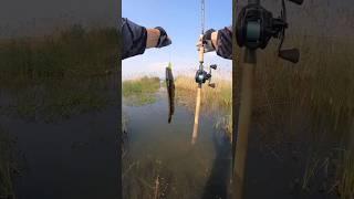 fish =0.9kg