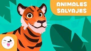 Los animales salvajes para niños - Vocabulario para niños