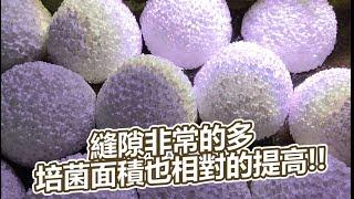 RIO最新多孔培菌濾材與2尺三層上部過濾器