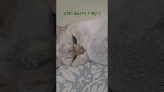 고양이 2초만에 잠재우기 How to sleep your cat #shorts #고양이