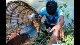 Village Fish Catching With Polo Live Fish Hunting by HR Rakib fishing