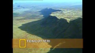 Fenicotteri (2000)