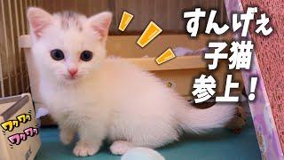 初めて家に来た子猫はビビるのが当たり前だけど、普通じゃない子猫がいた！