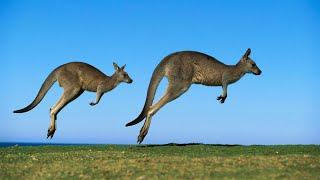 5 Incredible Kangaroo Facts! | Kangaroo Behavior | Kangaroo Diet | warm blooded animals