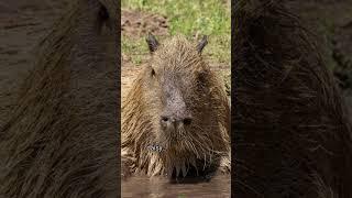 Capybara Awareness Day