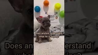 He speaks #subscribe #pets #cuteanimal #cute #viralvideo