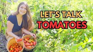 TOMATO harvest! + TRELLIS to make them JEALOUS - UPDATE! #harvesting #tomatogarden