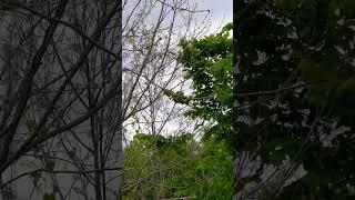 Beautiful Cardinal Bird, Houston, Texas - Please subscribe for more scenic and travel videos