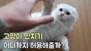 고양이 만지기 스킨십 테스트! 좋아하는 부위와 싫어하는 부위 총 정리!