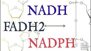 NADH, FADH2, NADPH / Biochemistry