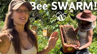 Bee SWARM! - Save the bees!