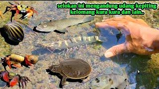 SELOKAN INI MENGANDUNG UDAN BESAR KURA AIR KELOMANG IKAN KEPITING SUNGGUH KEREN Indonesia 