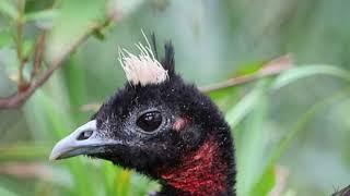 The Congo peafowl- Beautiful birds - Peacock photos with music by Microbat 5000 #birds #avian